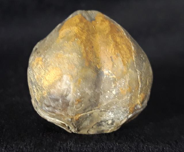 Araxathyris protea ABICH 1878 - Bild &copy; FossNet FossilienStore